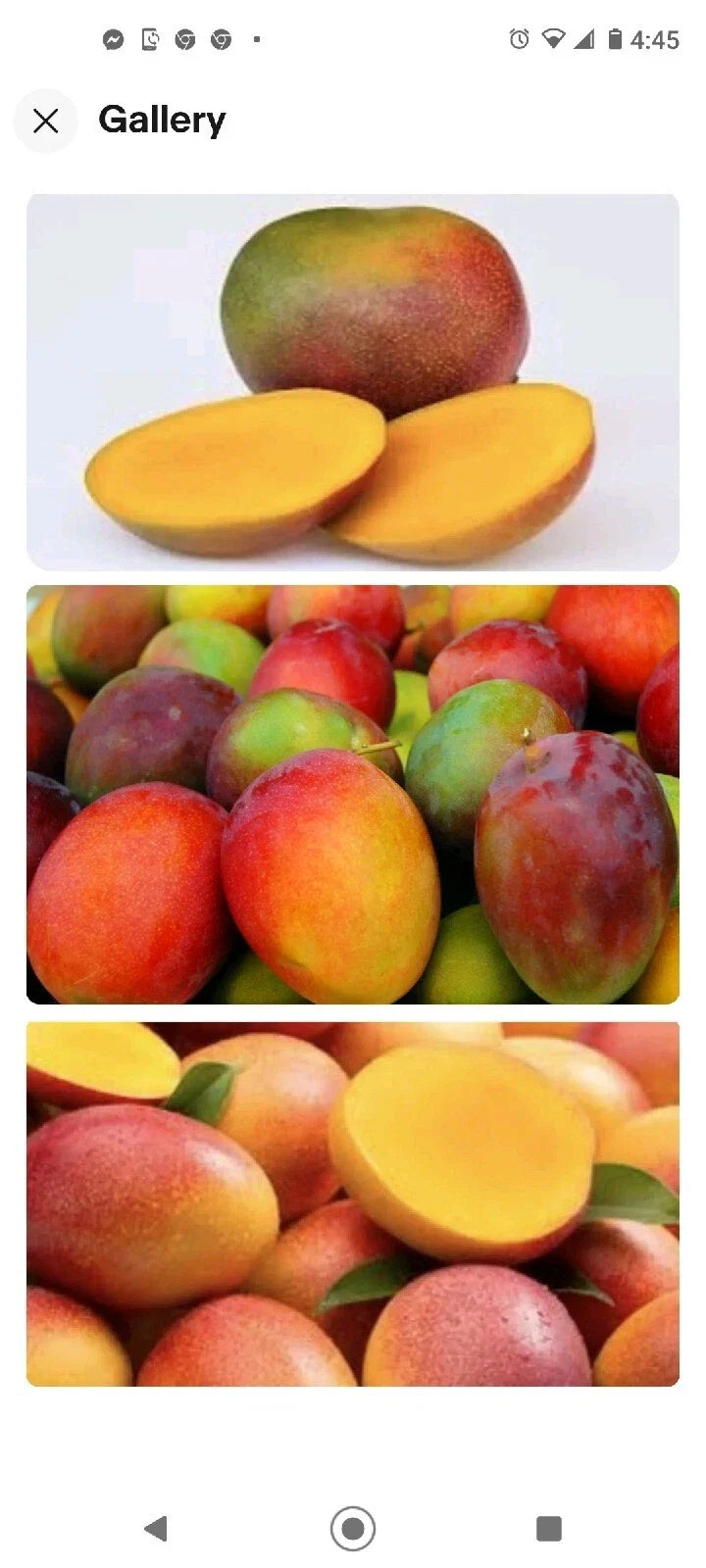 Kent Mango Seeds 3 Pack - So Sweet Mangifera Indica - Fresh USA Variety for Home Garden