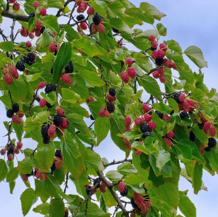 Dwarf Everbearing Mulberry Plants - 4-6" Live Rooted - Morus nigra - Perfect for Indoor & Container Gardening