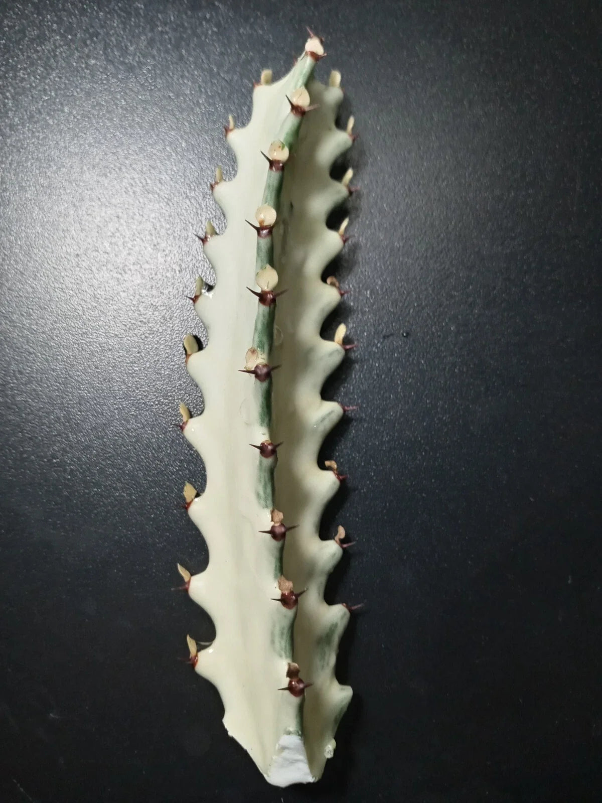 Euphorbia Lactea Cactus 5" Starter Plant, Unique Dragon Bones Succulent for Indoor Decor, Low Maintenance Houseplant
