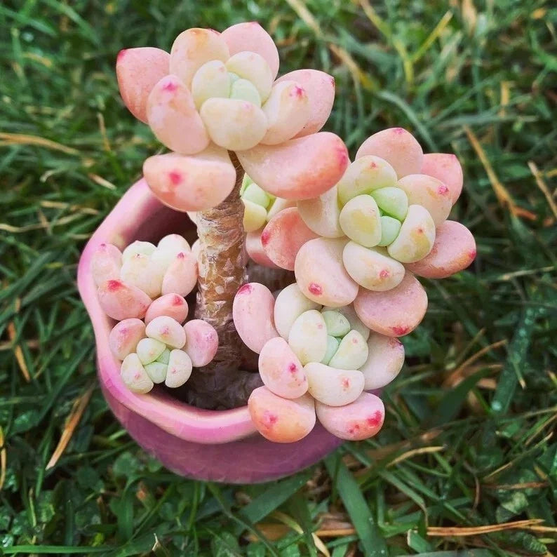 Succulent Seeds - 100 Pack - Tiscalatengo Gorge Sedum - Drought-Tolerant Ground Cover - Sedum spp.