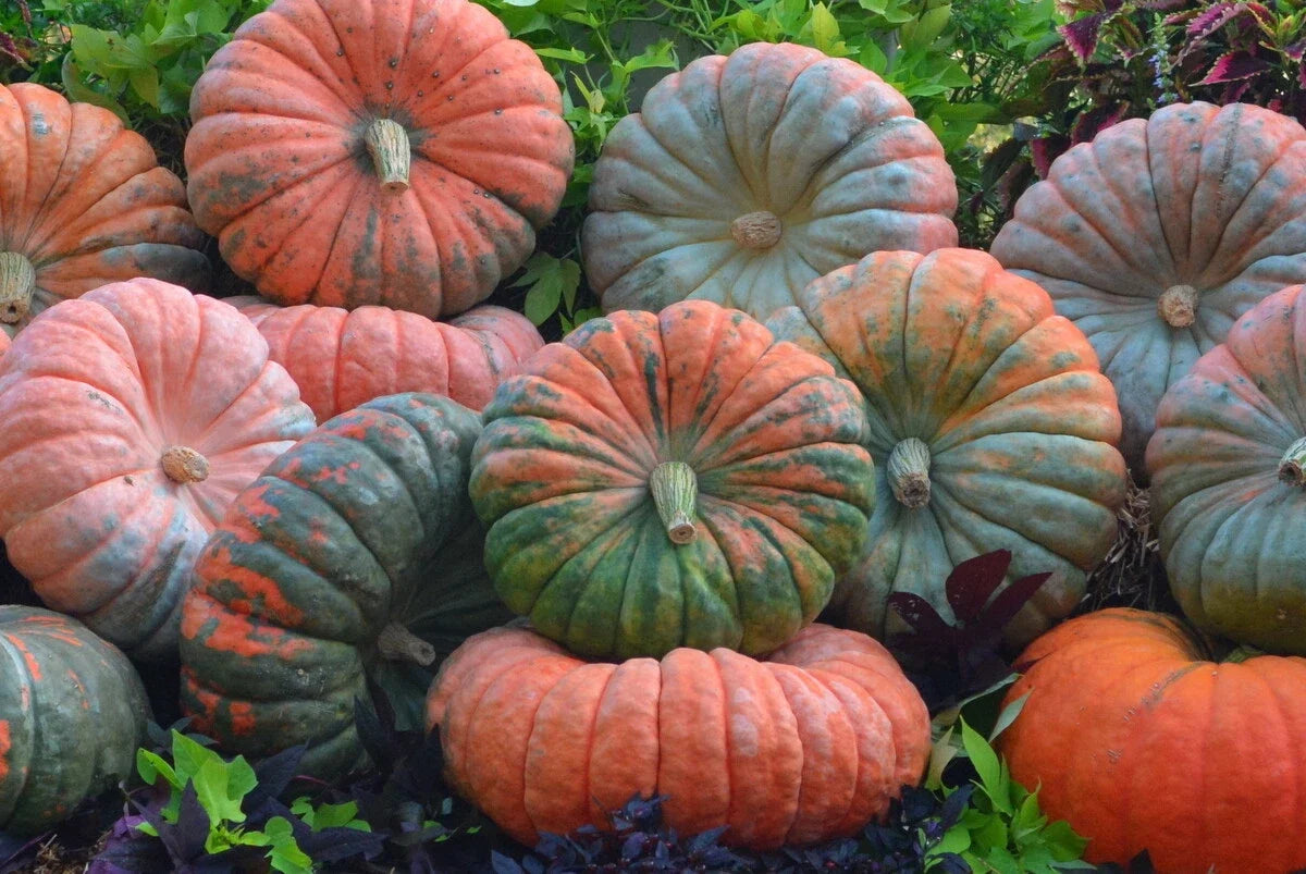 Daybreak Pumpkin Seeds - 20 Non-GMO Seeds for Planting - Cucurbita pepo - Ideal for Fall Decor and Culinary Use