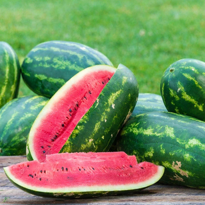 Sangria Watermelon Seeds - 50+ Pack - Citrullus lanatus - USA Grown, Non-GMO, Ideal for Home Garden Planting
