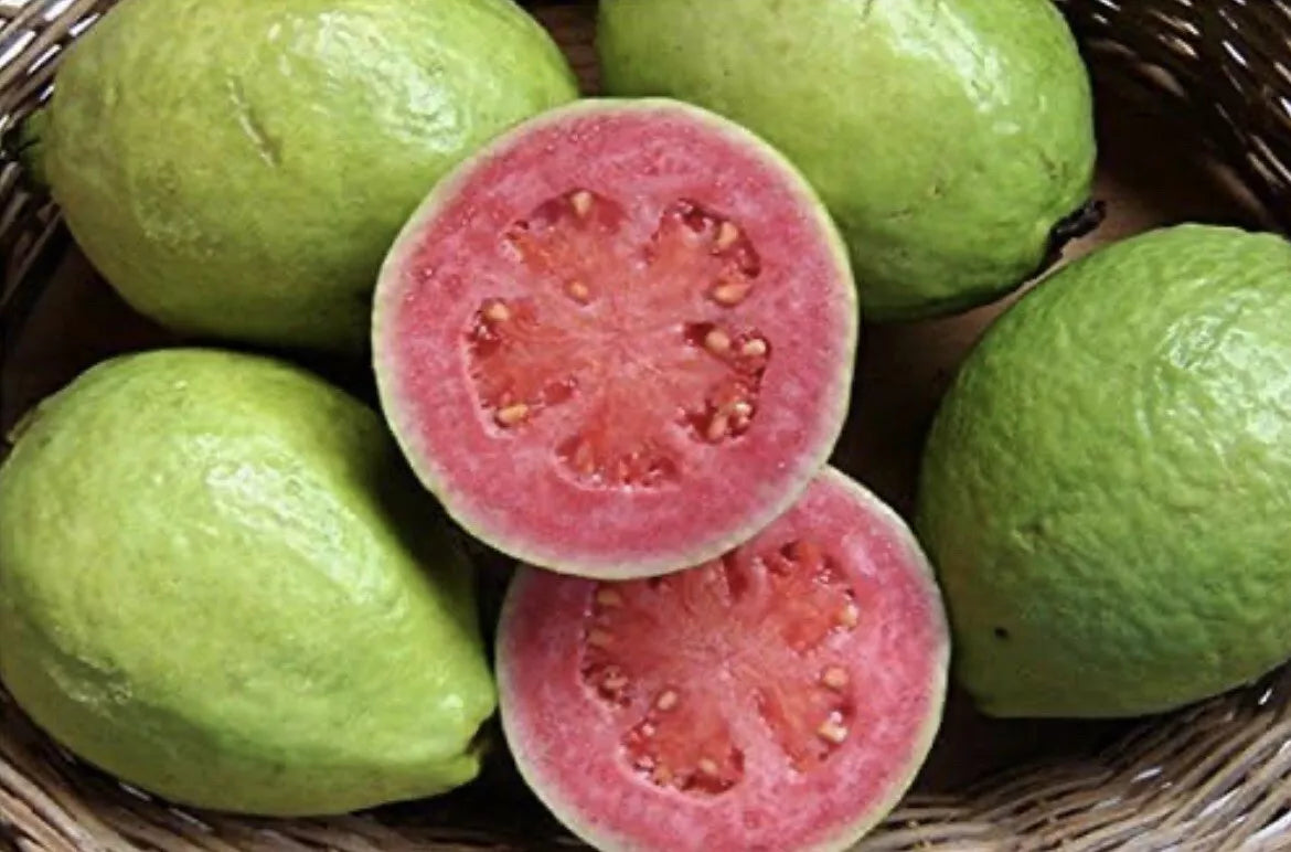 Mexican Pink Guava Seeds - 15 Organic Non-GMO Sweet Fruit Seeds - Psidium guajava - Tropical Gardening