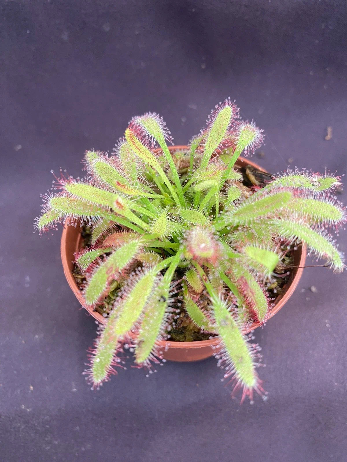 Drosera capensis 'Mini Red' Carnivorous Plant - 2.5" Pot - Rooted Sundew for Indoor Gardening - Cape Sundew