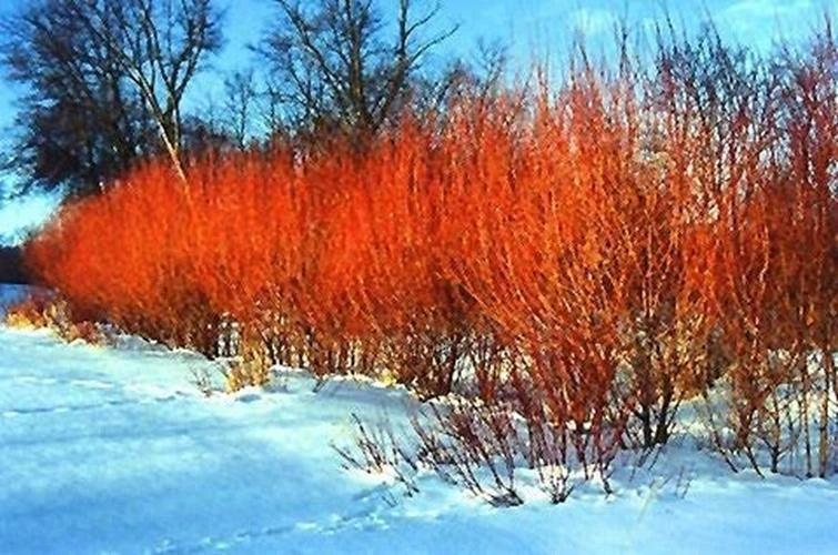 Flame Willow Tree Cuttings - Rare Orange and Red Bark - Salix exigua - Unique Ornamental Plant for Gardens and Landscapes