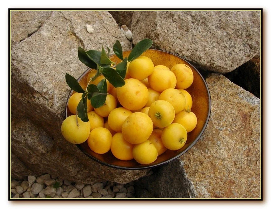 Kei Apple Plant - Young Plant - Dovyalis Caffra - Edible Fruit Tree - Kaffir Apple - Drought-Resistant Shrub