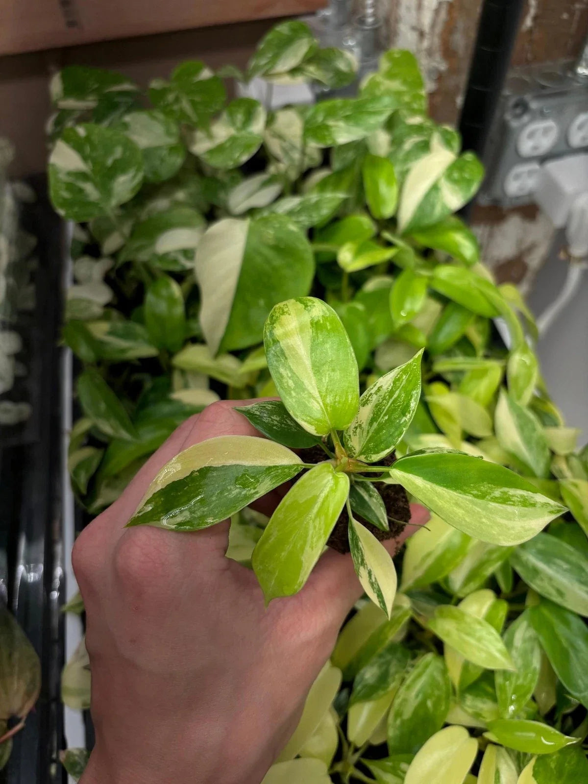 Philodendron Starter Plug, Variegated Florida Beauty, Philodendron 'Florida Beauty', Easy Care Indoor Plant