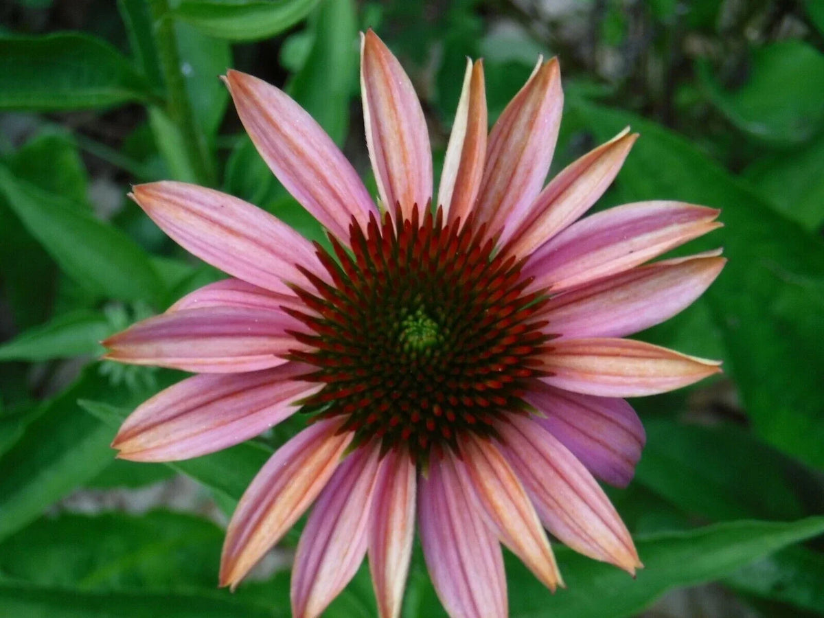 50 Pink Sherbert Coneflower Seeds - Echinacea Purpurea Perennial Flower Seeds for Garden Planting, USA Grown