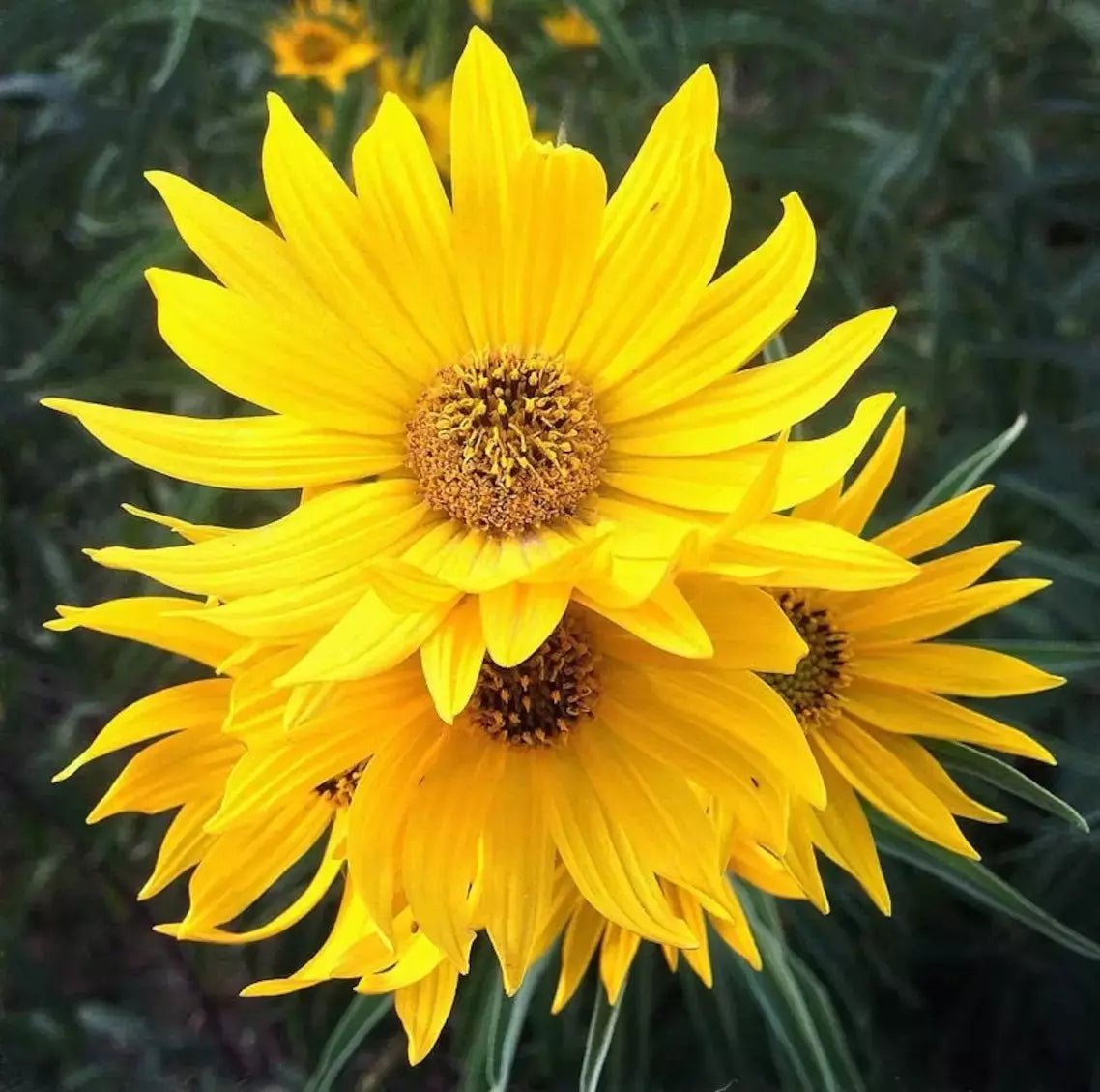 Maximilian Sunflower Seeds - 100+ Heirloom Non-GMO - Helianthus maximiliani - Vibrant Yellow Blooms for Garden and Pollinators