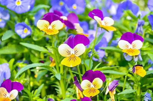 1,000 Pansy Seeds - Multicolor Johnny Jump Up Flowers - Viola tricolor - Easy to Grow Perennial Garden Seeds