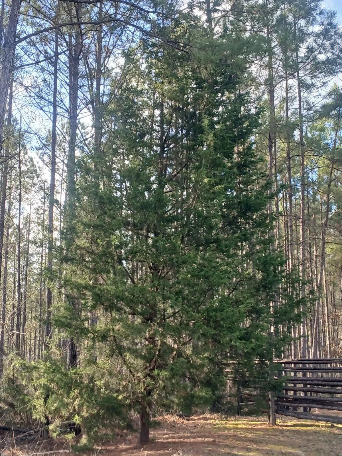 Southeastern Red Cedar Trees Live Plants - 10-12" Bare Root Seedlings (Juniperus virginiana) - 3 Pack for Garden & Landscape