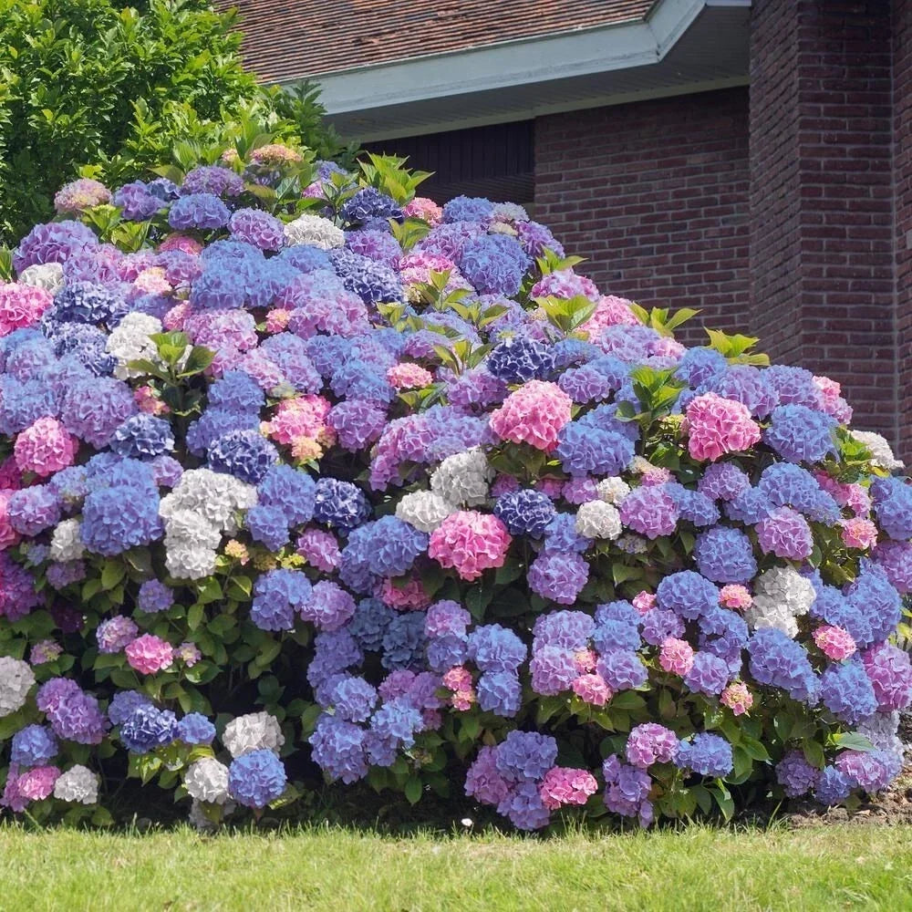 Hydrangea Seeds 5 Pack - Perennial Flower Bush Mix - Hydrangea macrophylla - Pink, Blue, White Blooms for Garden