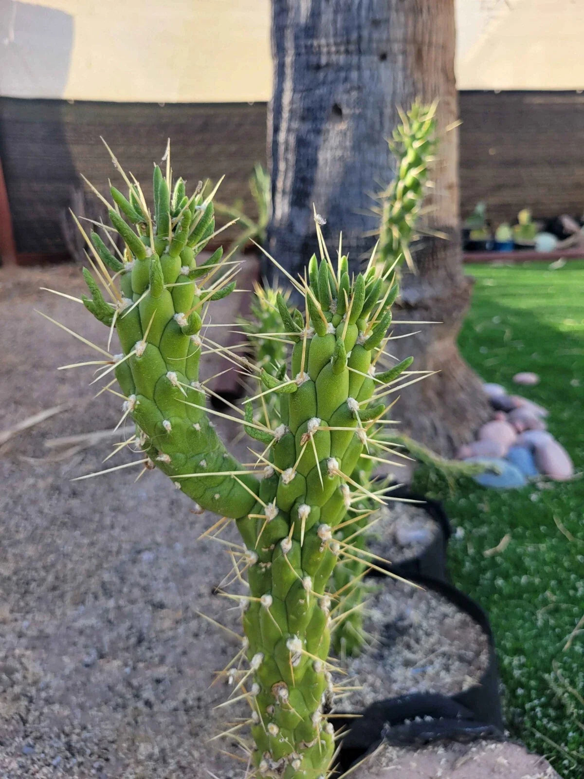 Eve's Needle Cactus Cutting - 1x Austrocylindropuntia Plant Cutting - Unique Drought-Tolerant Cactus for Garden or Home