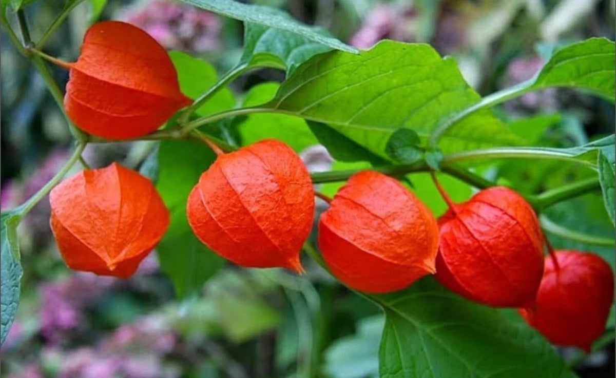 Rare Heirloom Chinese Lantern Seeds - 10-100 Pack - Physalis Alkekengi - Unique Garden Plant Seeds for Pollinators