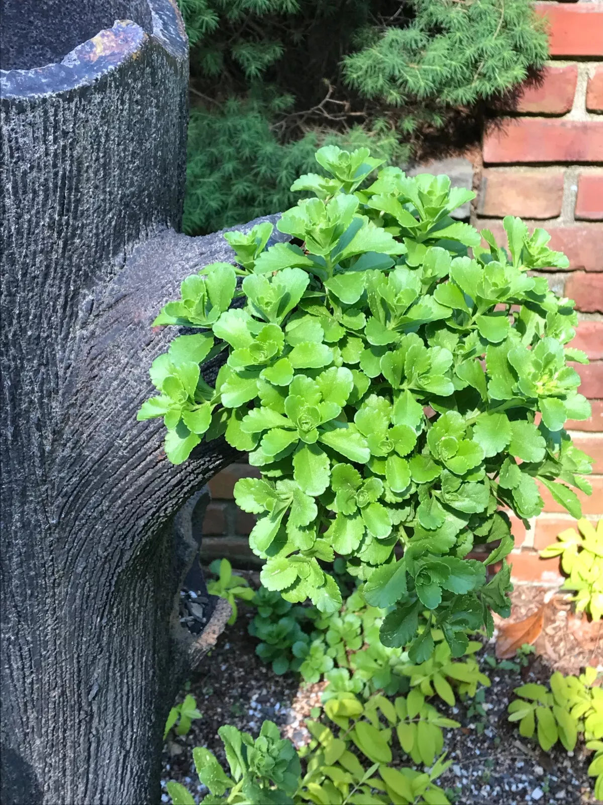 10 Bare Root Green Carpet Stonecrop Plants, Gold Mass Ground Cover, Deer Resistant, Sedum acre
