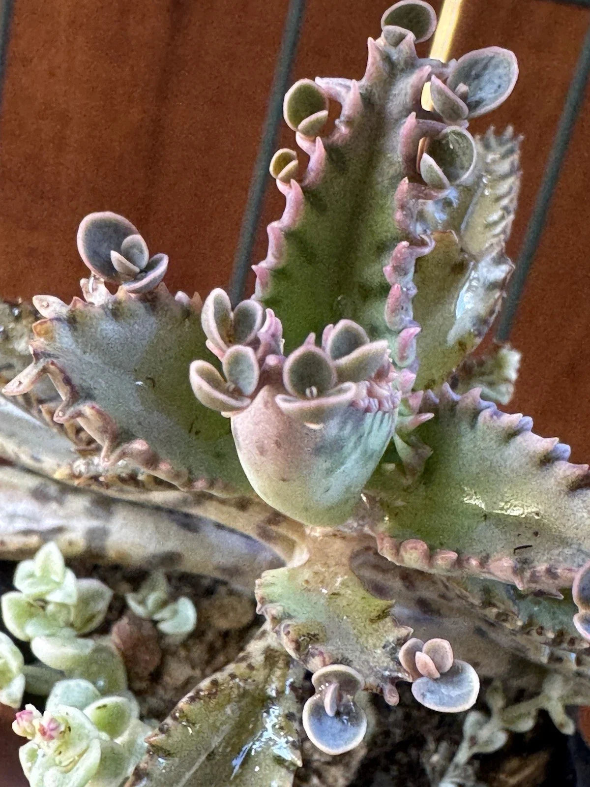 Kalanchoe Houghtonii Mother of Millions Plant | Live Succulent Indoor Houseplant | Green Foliage in Decorative Pot