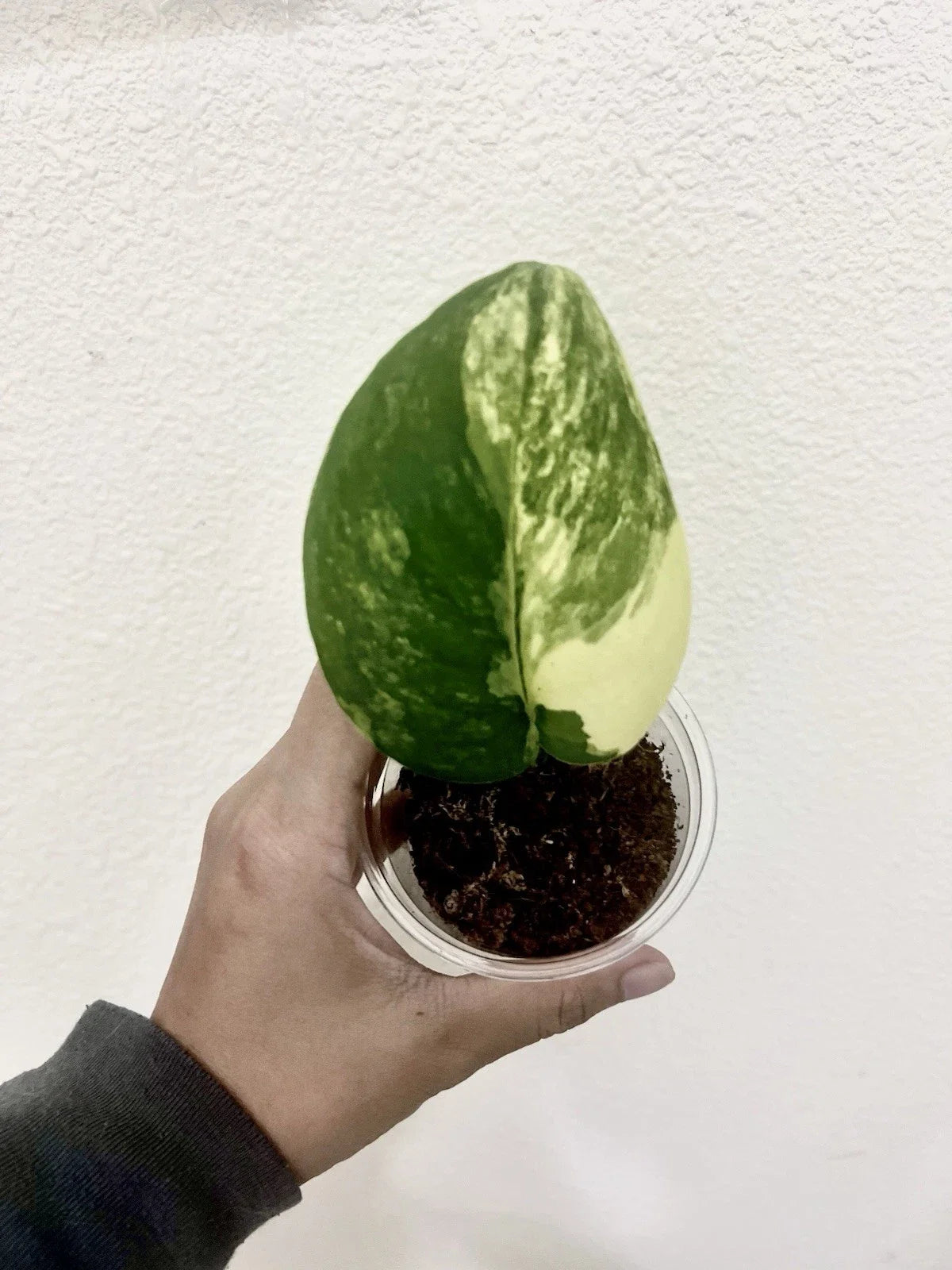 Variegated Scindapsus Jade Satin Aurea Plant - Rooted Indoor Houseplant with Multiple Nodes - Scindapsus pictus 'Aurea'