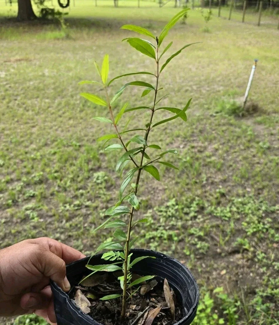 Pomegranate Plant Seedling 12-15" Tall Edible Fruit Punica granatum Oplantgarden Medium Sunlight
