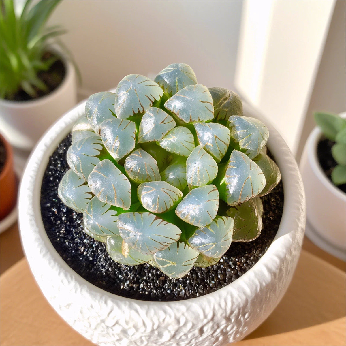 Rare Succulent Plant - 2.4" Haworthia Cooperi Ice Lantern - Live Bare Root for Home & Office Decor - Haworthia cooperi
