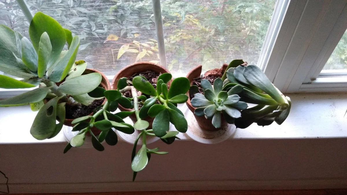 Succulent Cuttings Mix - 10 Assorted Varieties - Live Plants for Terrariums and Home Decor - Various Species