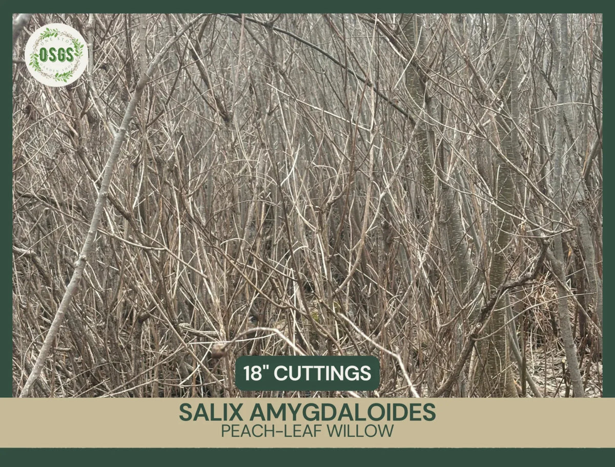 Fresh Unrooted Cuttings | 18" Peach-Leaf Willow | Salix amygdaloides | Fast-Growing Landscape Plant Cuttings