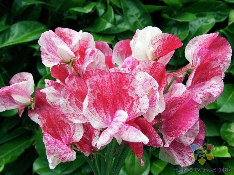 Sweet Pea Seeds - 50+ Pack - America Variety - Lathyrus odoratus - Non-GMO, Fragrant Blooms for Garden Planting