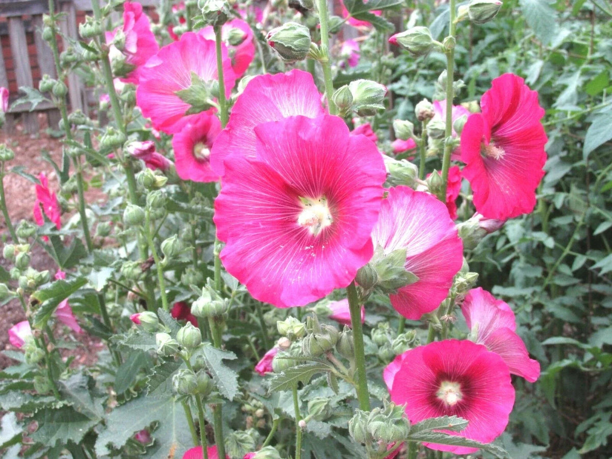 50+ Pink Hollyhock Seeds - Heirloom Wildflower - Drought Tolerant - Alcea rosea - Perfect for Garden & Cut Flower Arrangements