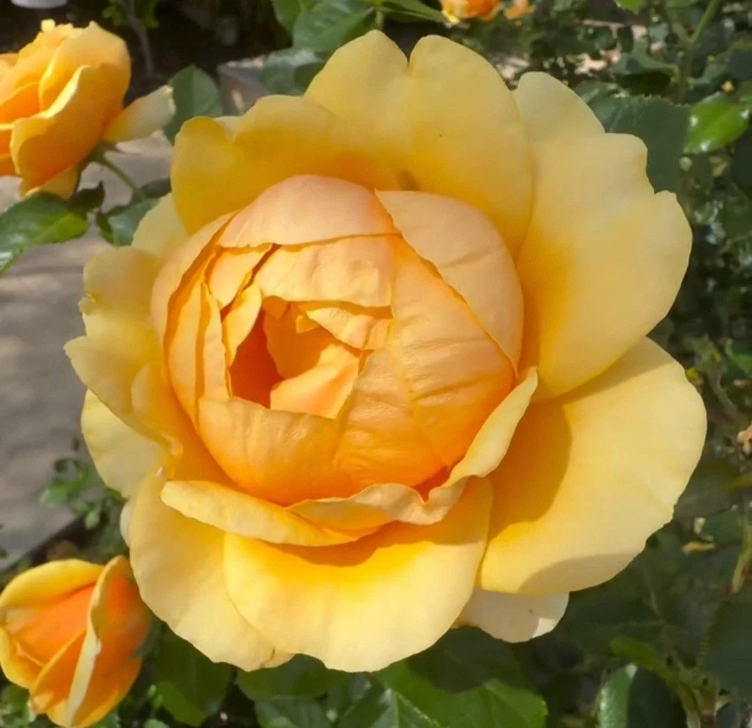 Yellow Rose Cuttings - 3 Unrooted Cuttings, 5-8" Long - Rosa spp. - Perfect for Gardening and Propagation