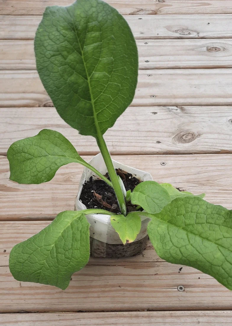 Root Cutting - Established Bare Root - Comfrey Bocking 14 - Symphytum × uplandicum - Organic Medicinal Herb
