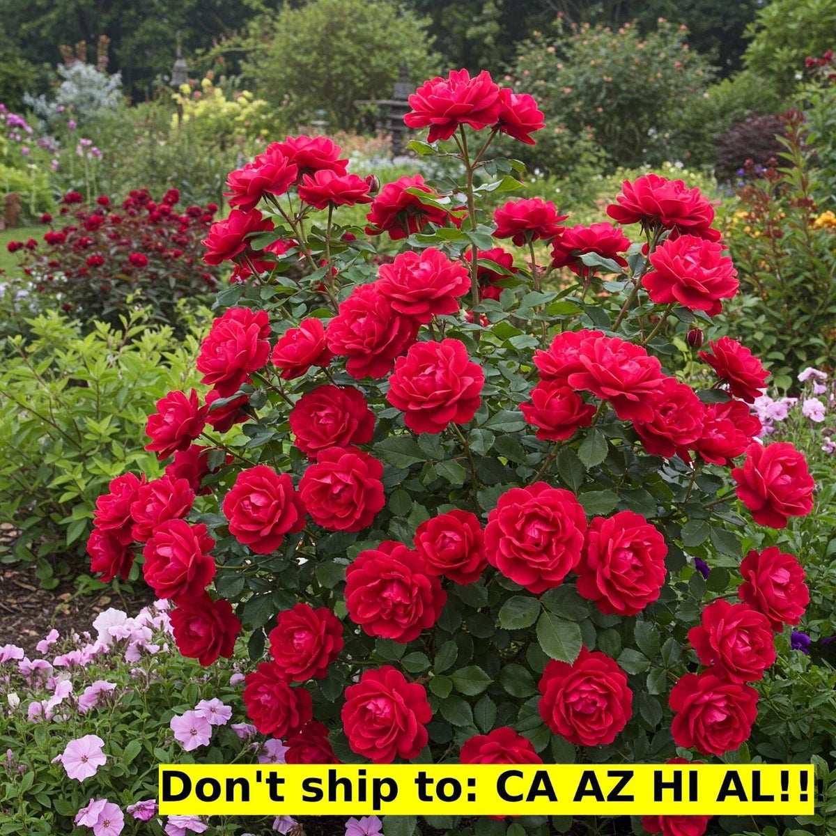 Red Drift Rose Bush 3 Gal Pot | Outdoor Flowering Plant | Rosa 'Drift' | Low Maintenance, Compact Growth, Perfect for Gardens