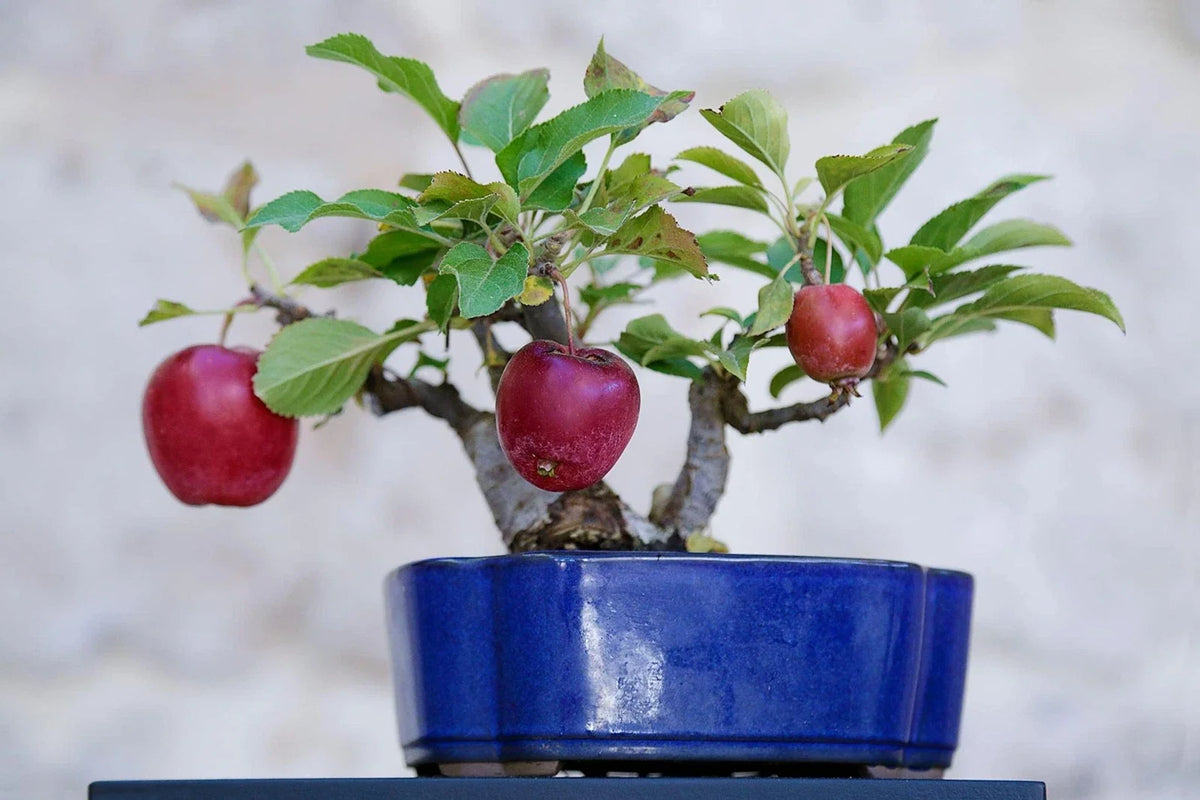 Bonsai Apple Tree Seeds - 15 Pack - Malus domestica - Exotic Indoor Fruit Gardening
