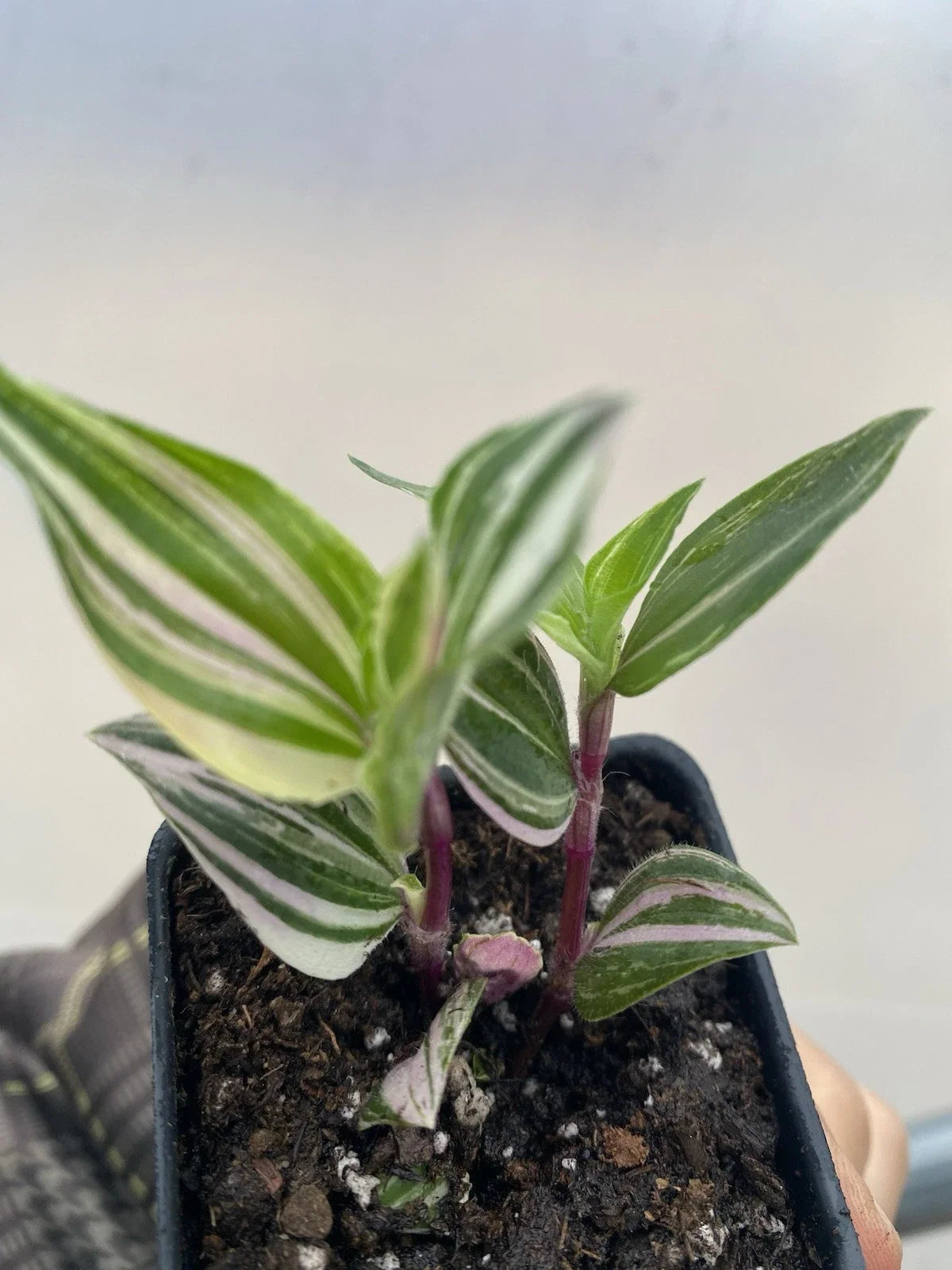 Tradescantia Tricolor Houseplant 2" Pot - Variegated Green, Pink, White - Tradescantia fluminensis - Easy Care Indoor Plant