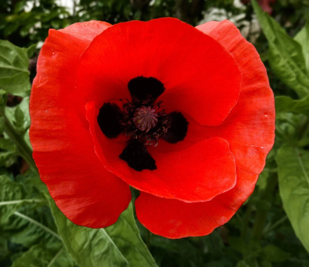 Corn Poppy Seeds - Pack of 100 - Red with Black Center - Papaver rhoeas - Non-GMO, Easy to Grow for Garden Borders