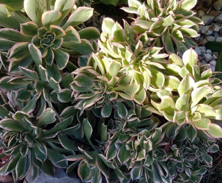 Cactus Cutting #5 - Succulent Variety for Propagation - Echinopsis spp. - Ideal for Indoor Gardens and Terrariums