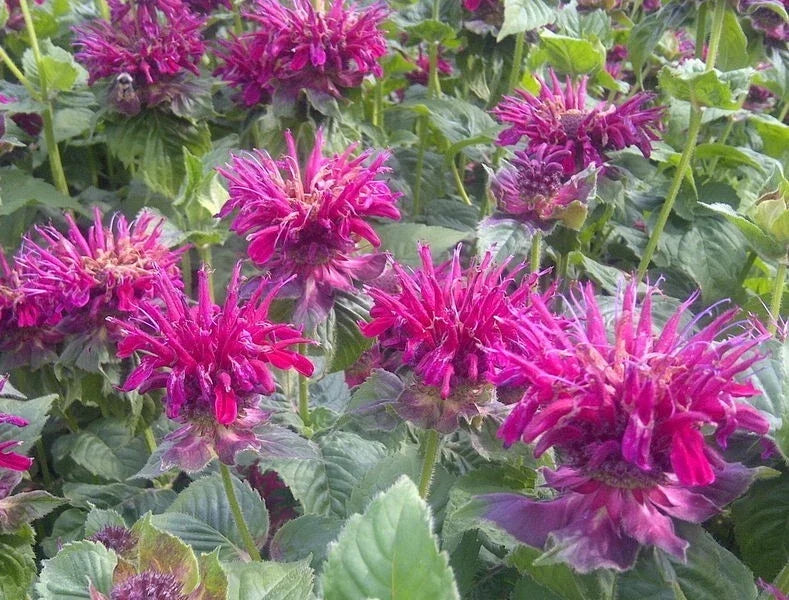 Fireball Bee Balm Seeds 100 Count - Vibrant Red Hummingbird Flower - Monarda didyma - Easy to Grow Perennial