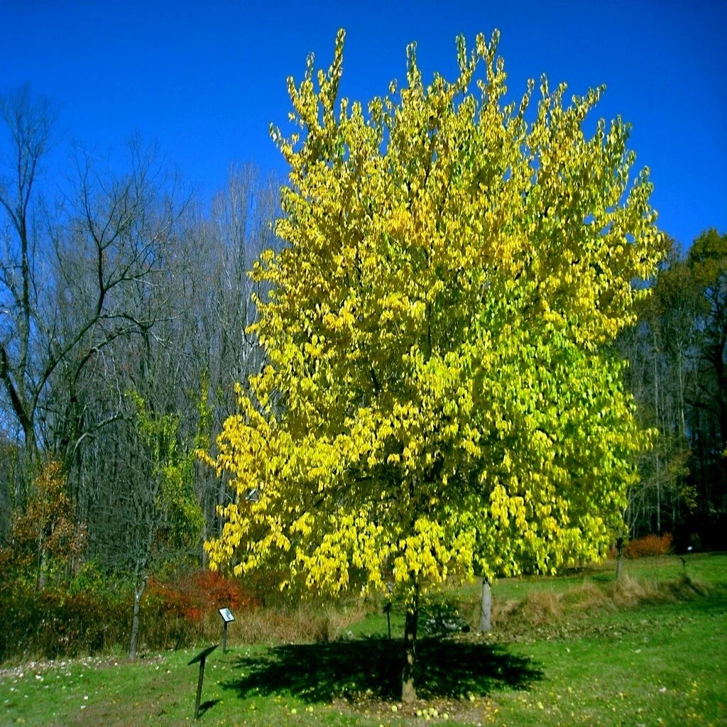 Osage Orange Tree Seeds - 20 Count - Maclura Pomifera - Hardy Hedge Apple - Fast-Growing Privacy Hedge Seeds