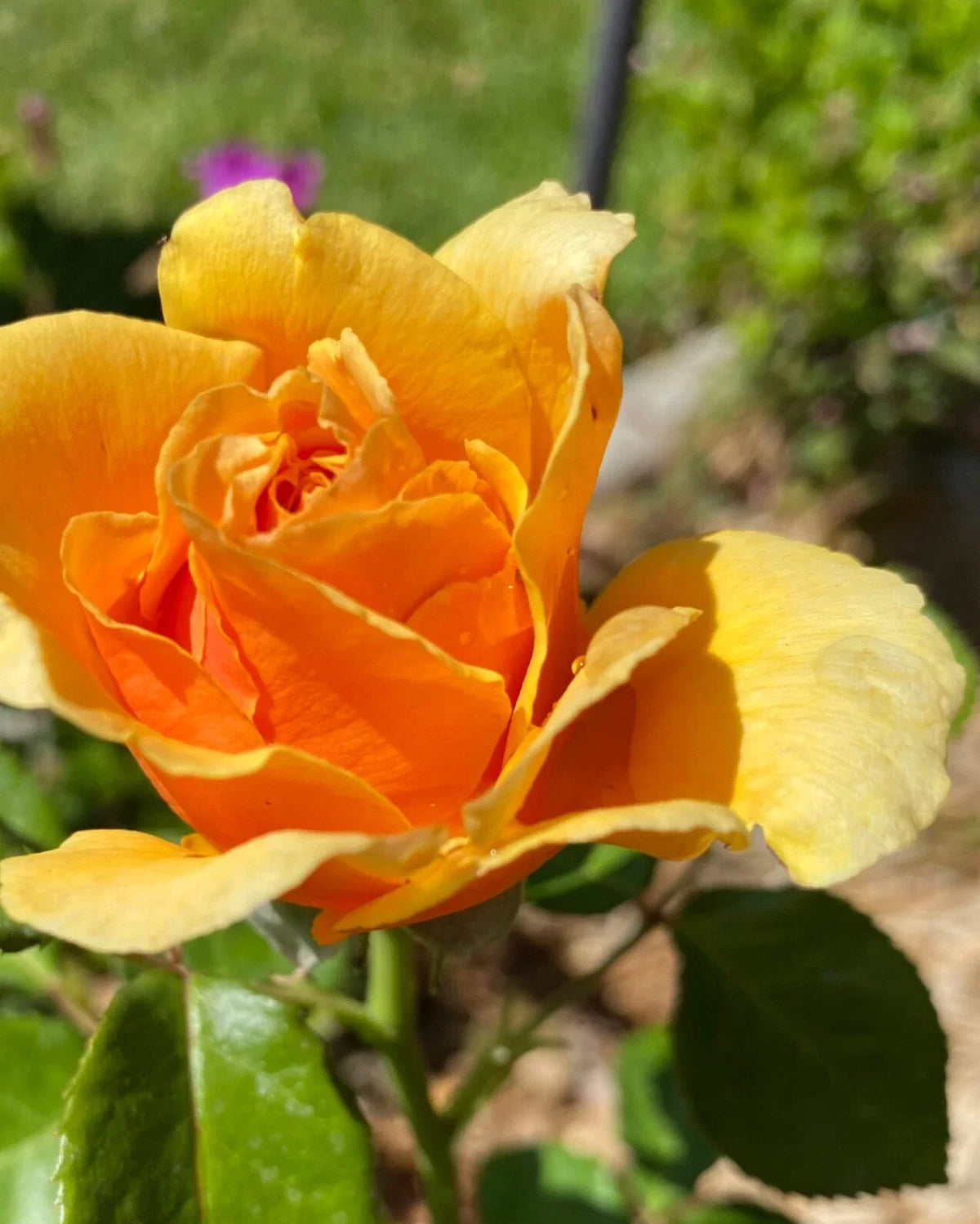 Yellow Apricot Rose Cuttings - 5 Rooting/Grafting Cuttings - Rosa 'Yellow Apricot' - Fragrant Blooms for Gardeners