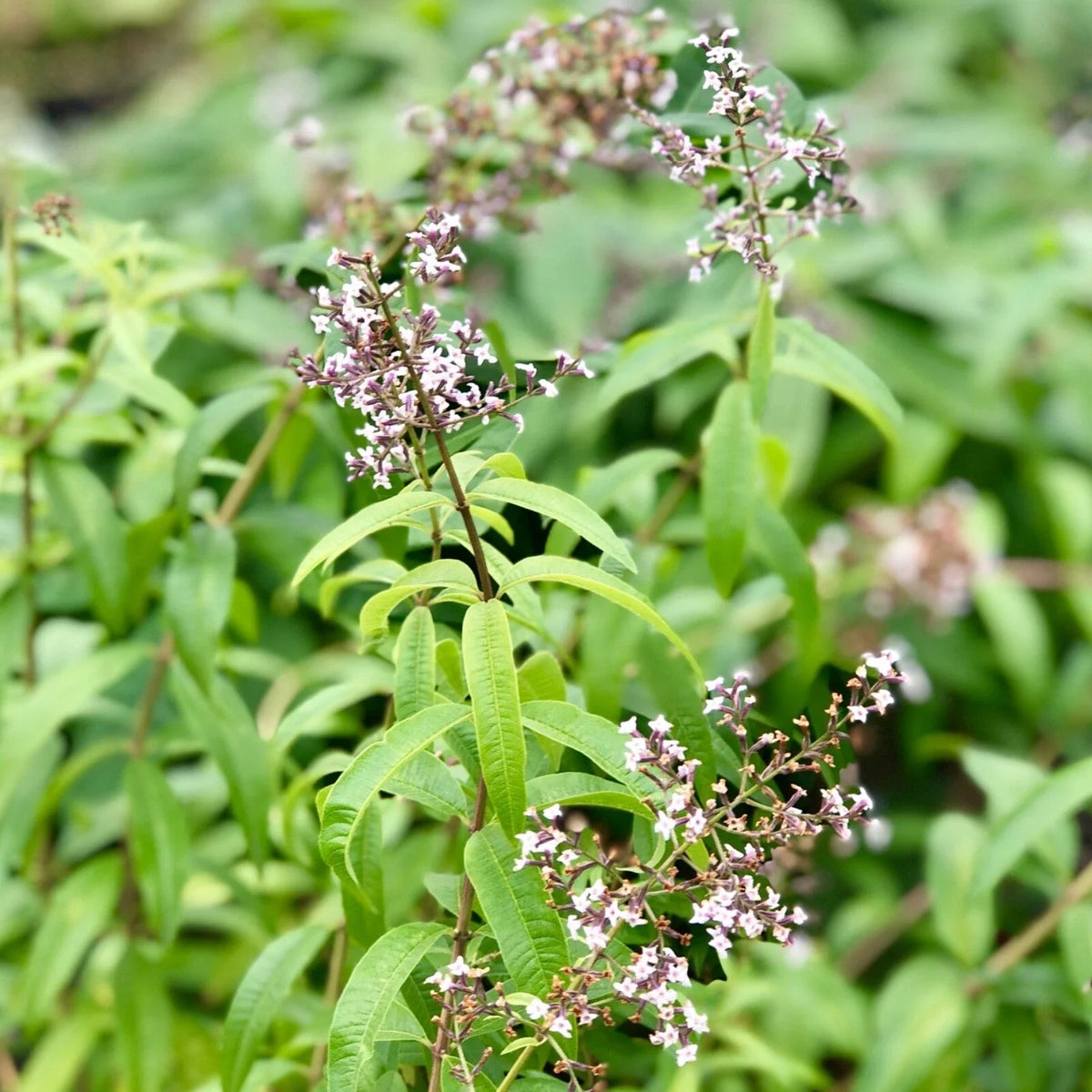 Organic Lemon Verbena Live Starter Plant, Aloysia citrodora, Aromatic Culinary Herb for Tea & Gardens