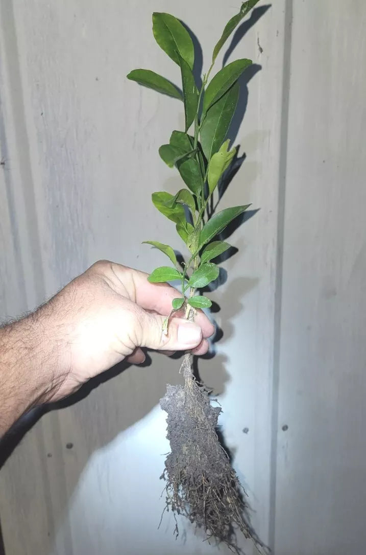 Organic Satsuma Orange Tree Seedlings - Bare Root - Citrus reticulata - Seedless, Easy Peel, Sweet Juicy Fruit