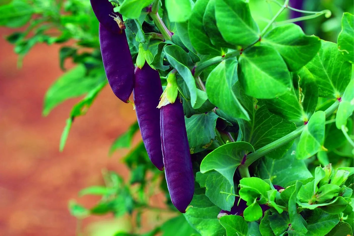 Purple Pod Pea Seeds - 10 Heirloom Non-GMO Seeds - Easy to Grow Pisum sativum - Vibrant Purple Pods for Garden
