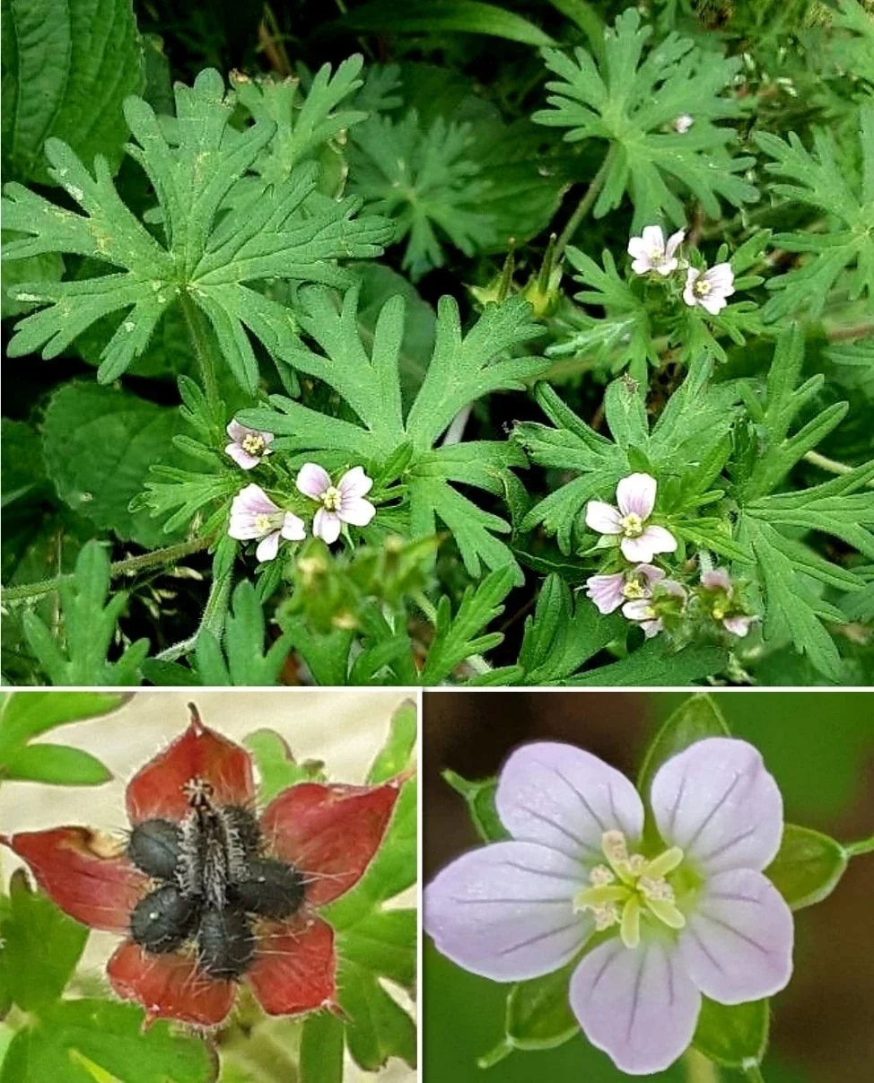 Carolina Geranium Seeds - 30+ Seeds - Geranium carolinianum - Pink Flowers for Pollinators - Drought-Tolerant Herb