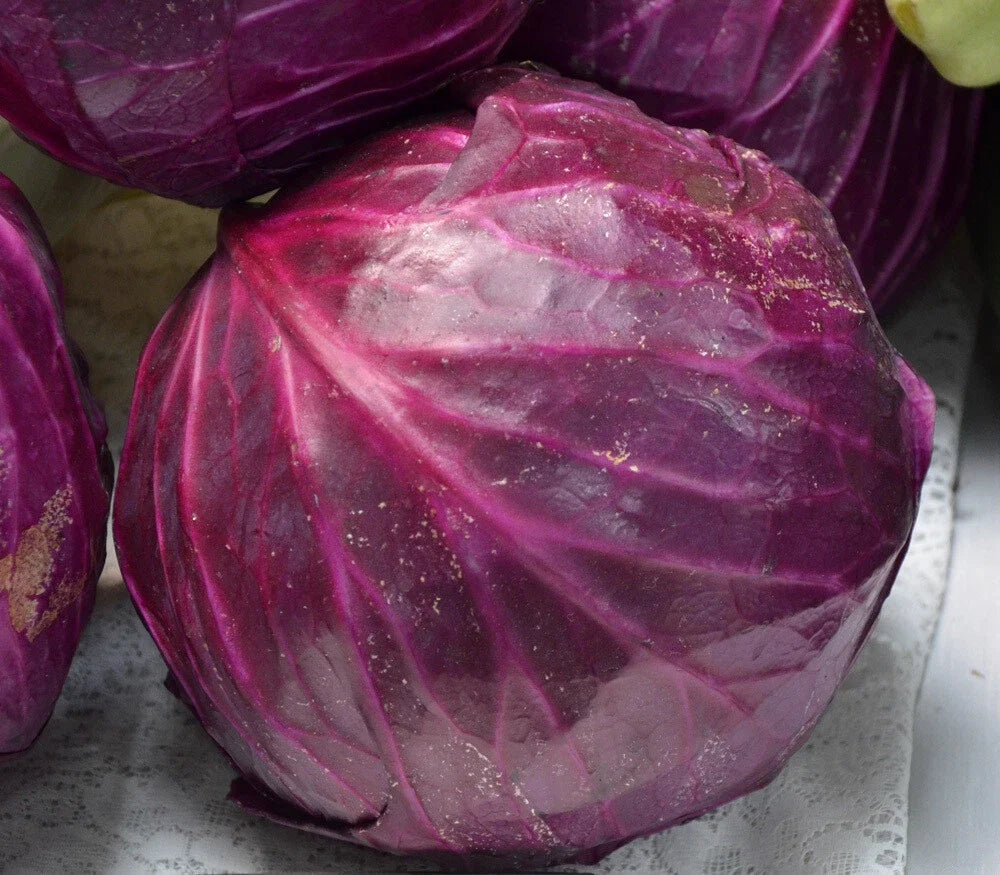 Red Acre Cabbage Seeds, Non-GMO, Coleslaw Variety, Brassica oleracea, Multiple Sizes for Home Gardening