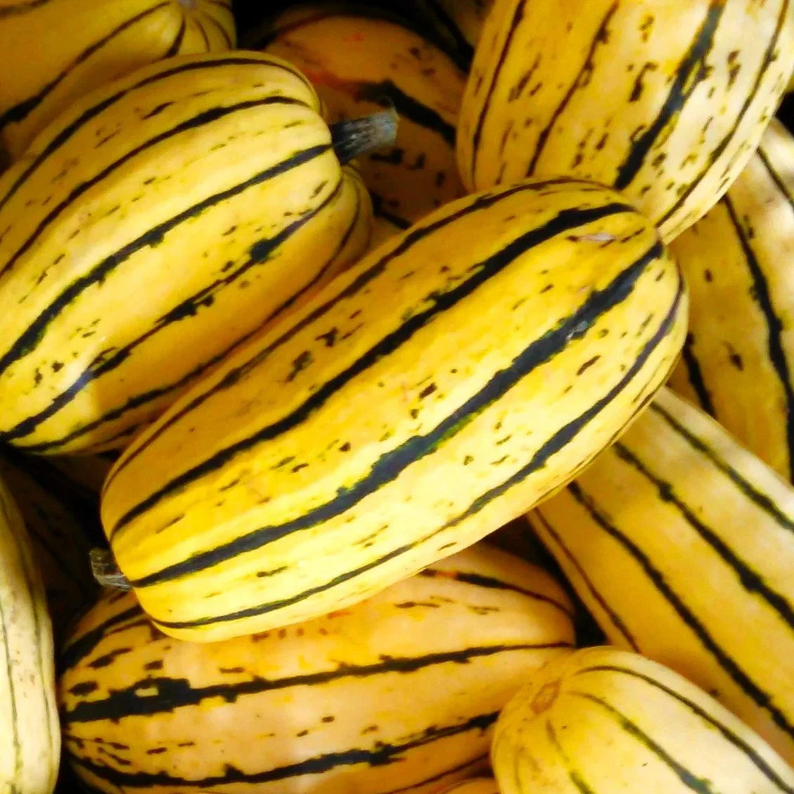 Delicata Squash Seeds - 30+ Count - Organic Cucurbita pepo - Heirloom Vegetable Seeds for Planting