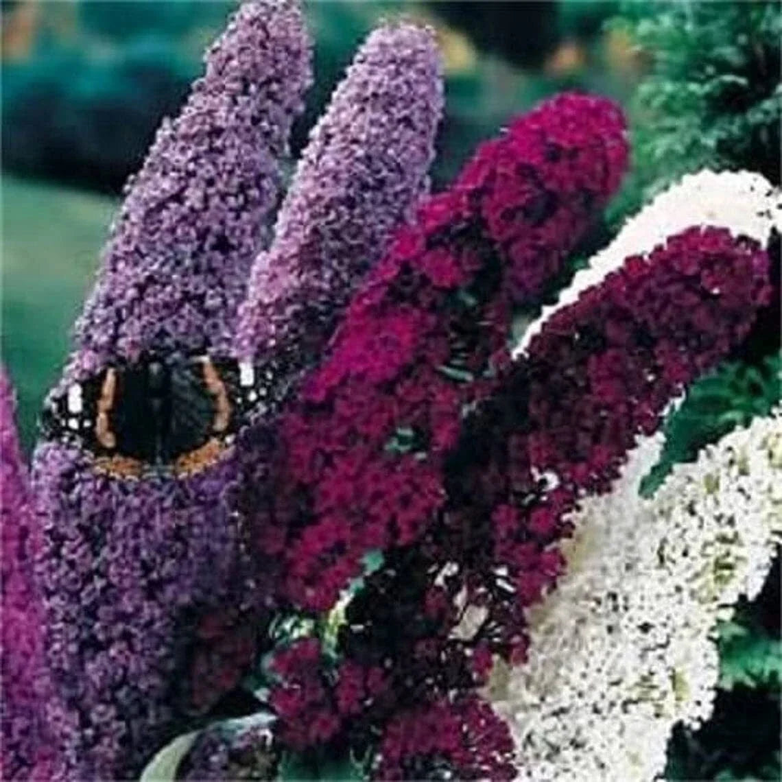 Mixed Colors Butterfly Bush Seeds - 150 Count Buddleia Davidii for Vibrant Garden Blooms, Attracts Pollinators