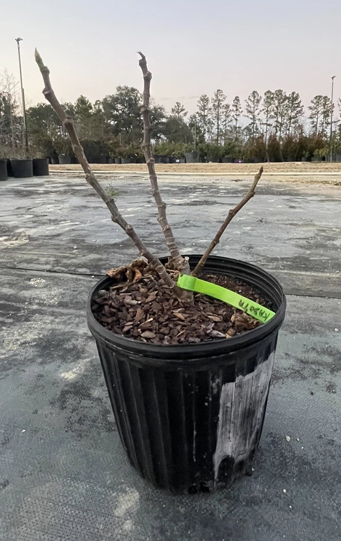 Alma Fig Tree Live Plant 1 Gal Pot - Ficus carica 'Alma' - Fruiting Variety for Home Garden - Sweet Figs, Low Maintenance