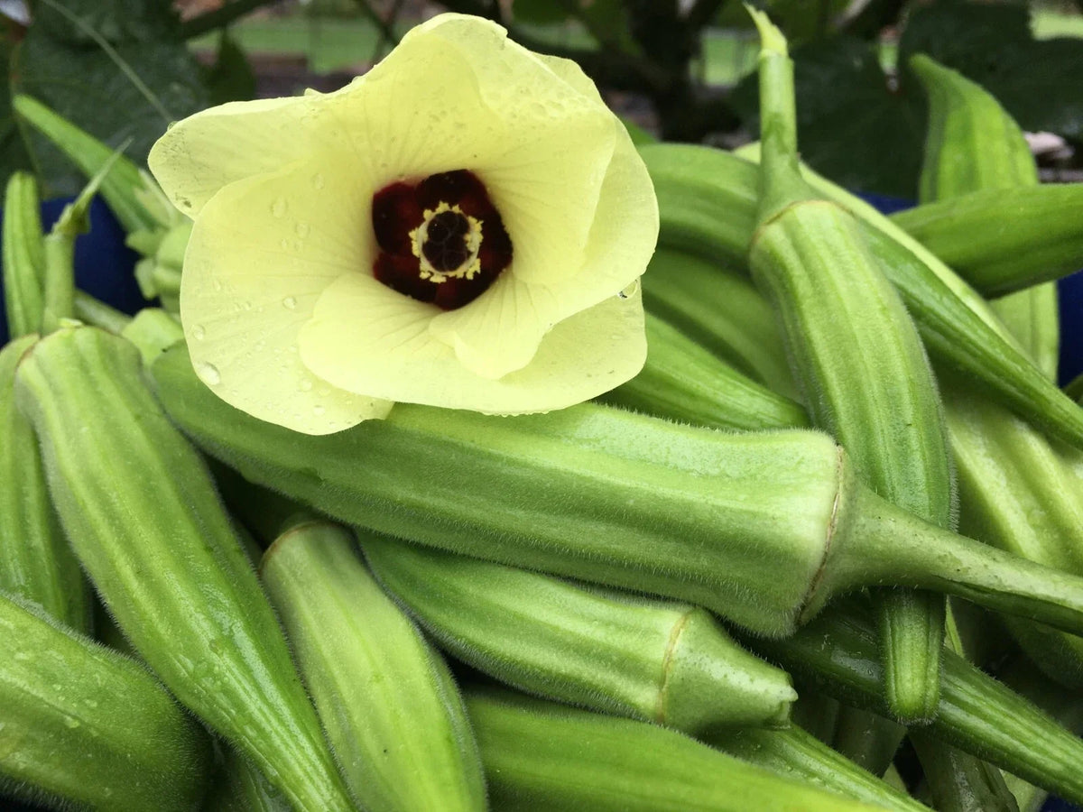 Clemson Spineless Okra Seeds - 100+ Non-GMO Heirloom Seeds for Planting - Abelmoschus esculentus - Perfect for Garden & Container