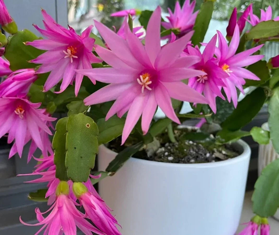 Easter Cactus Live Plant 3" Pot Pink Rhipsalidopsis Gaertneri Spring Cactus with Vibrant Blooms