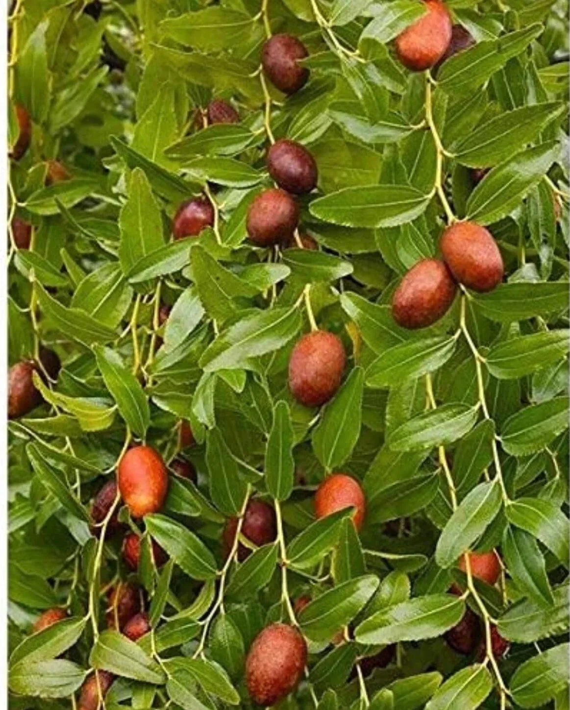 Bare Root Chinese Jujube Tree - Honey Jar Variety - Ziziphus jujuba - Ideal for Home Gardens and Orchards