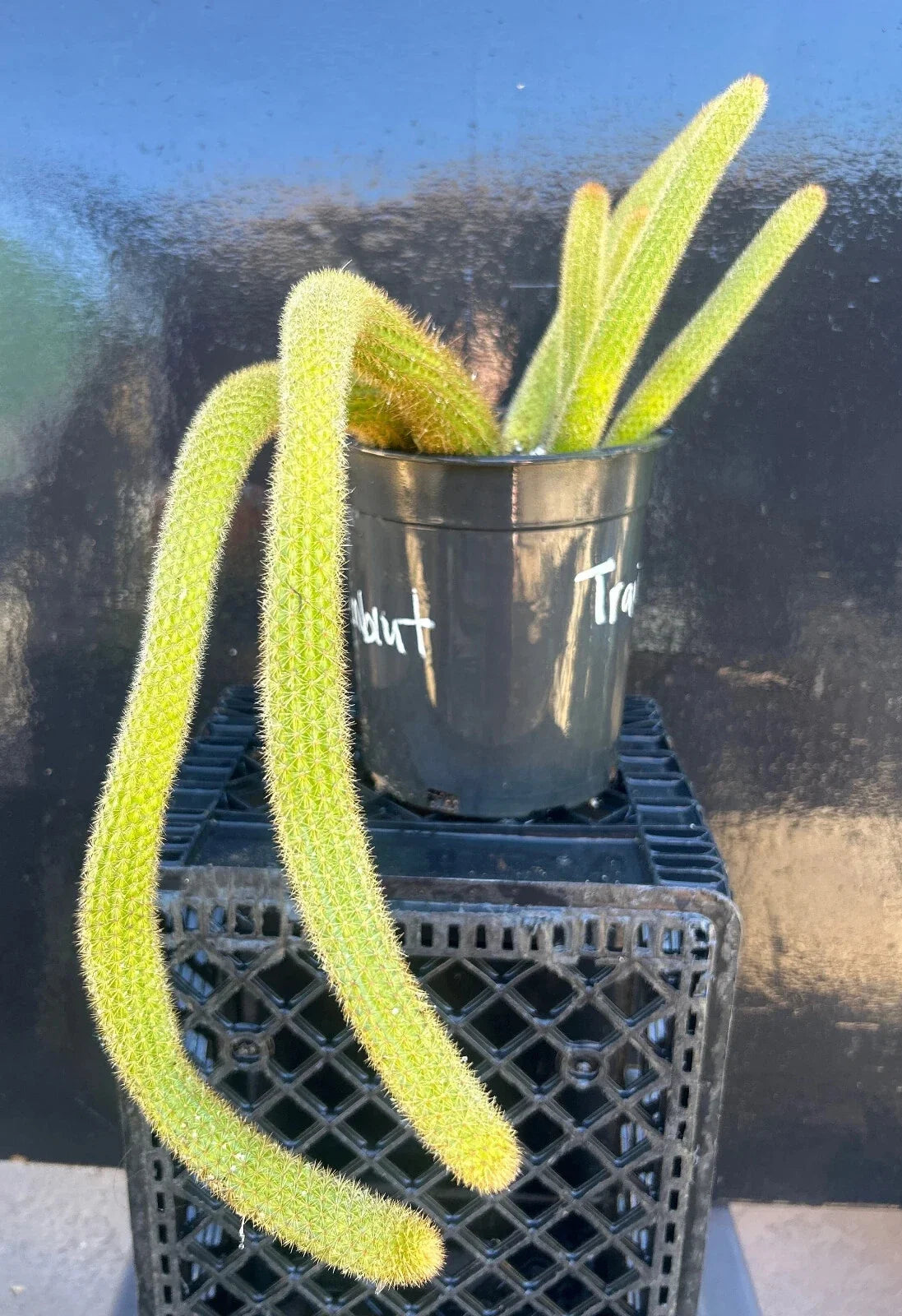 Hildewintera Traisenblut Hybrid Succulent Plant - 4-Inch Rooted - Easy Care, Unique Colors - Hildewintera spp.