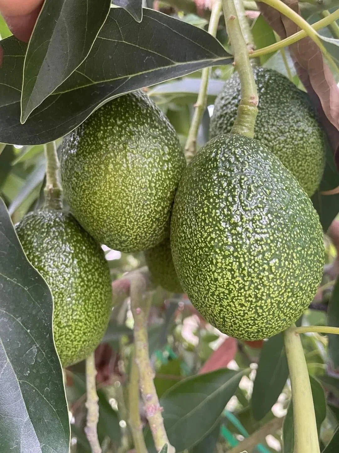 Cold Hardy Black Avocado Seeds 2 Pack, Brazos Belle Organic, Persea americana - Rare Variety for Northern Climates